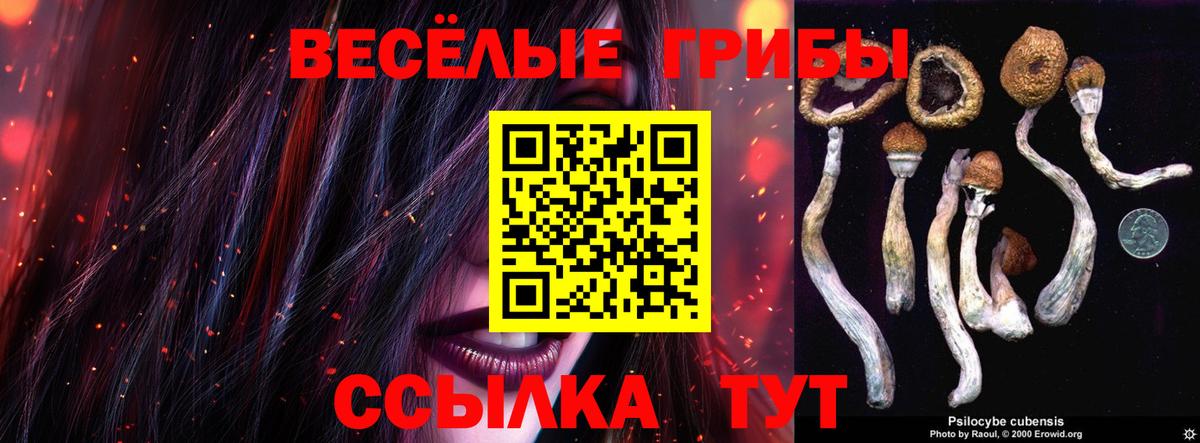 Псилоцибиновые грибы Psilocybe Десногорск